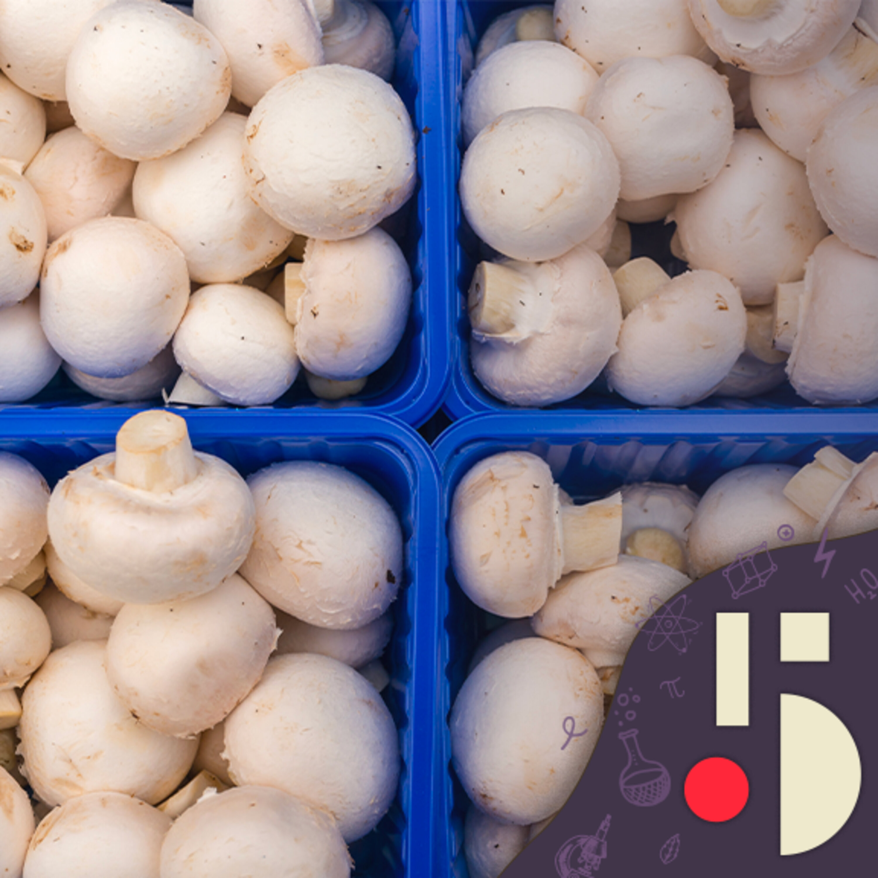 Les champignons de Paris viennent-ils de Paris? (EN REDIFFUSION)