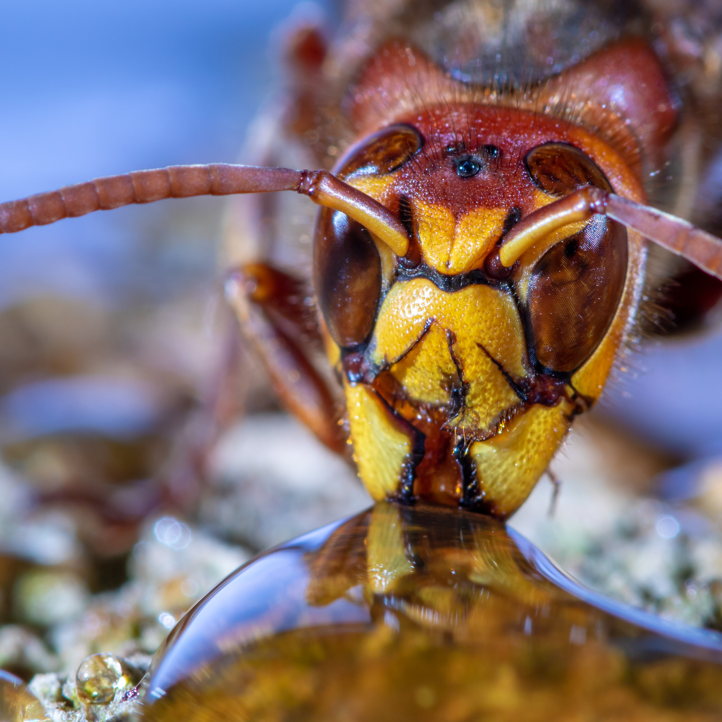 Pourquoi les insectes ne sont-ils pas plus gros?