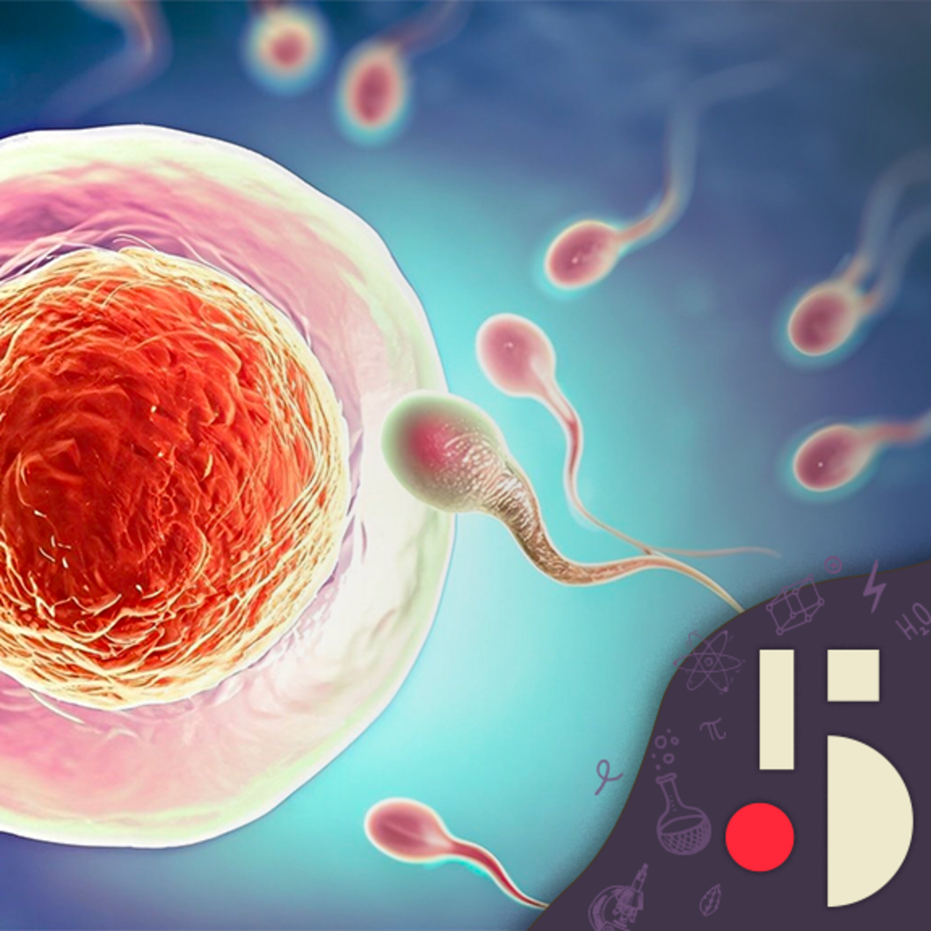 Non, les spermatozoïdes ne nagent pas (EN REDIFFUSION)