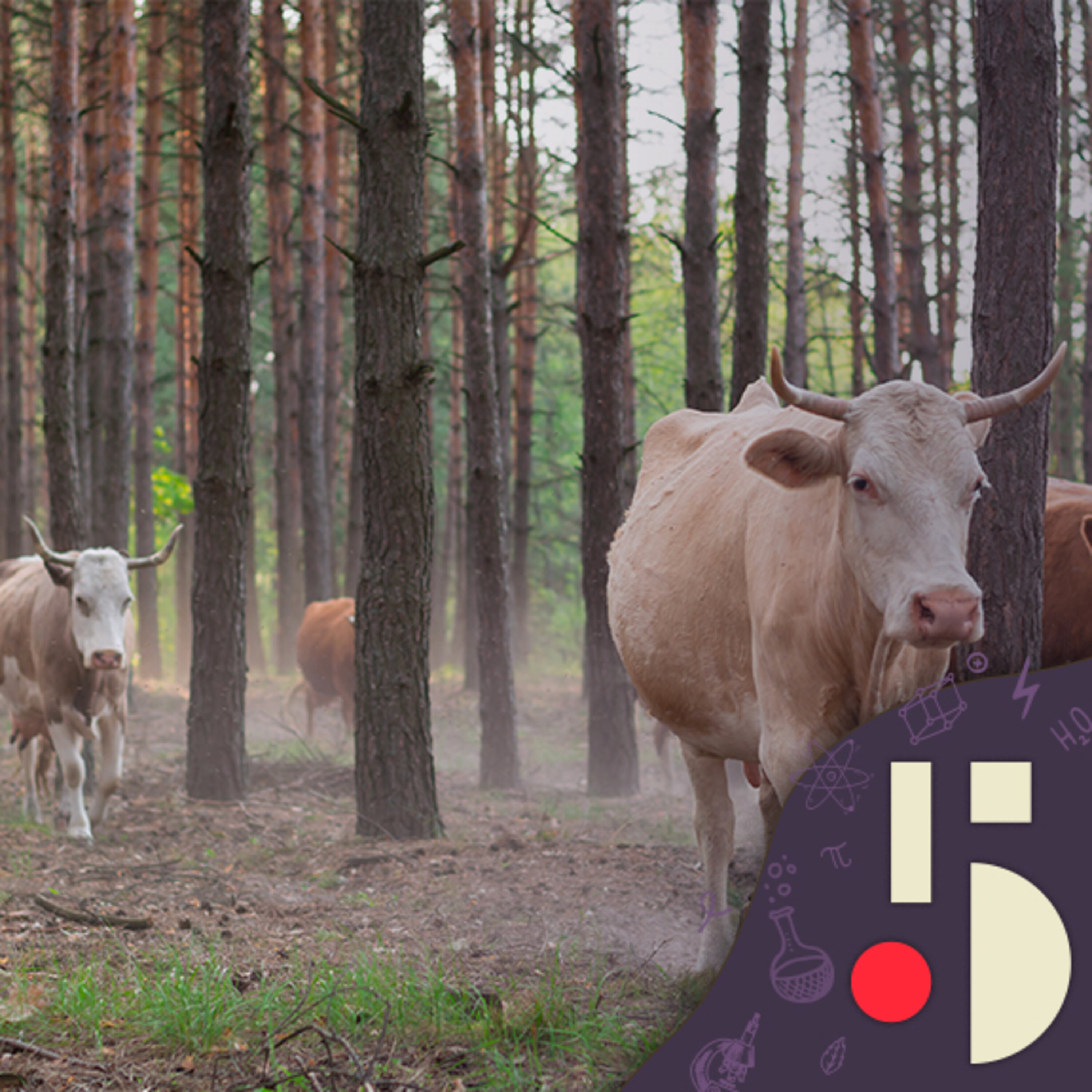 Des vaches en forêt, ou l'ensauvagement pour sauver les écosystèmes (EN REDIFFUSION)