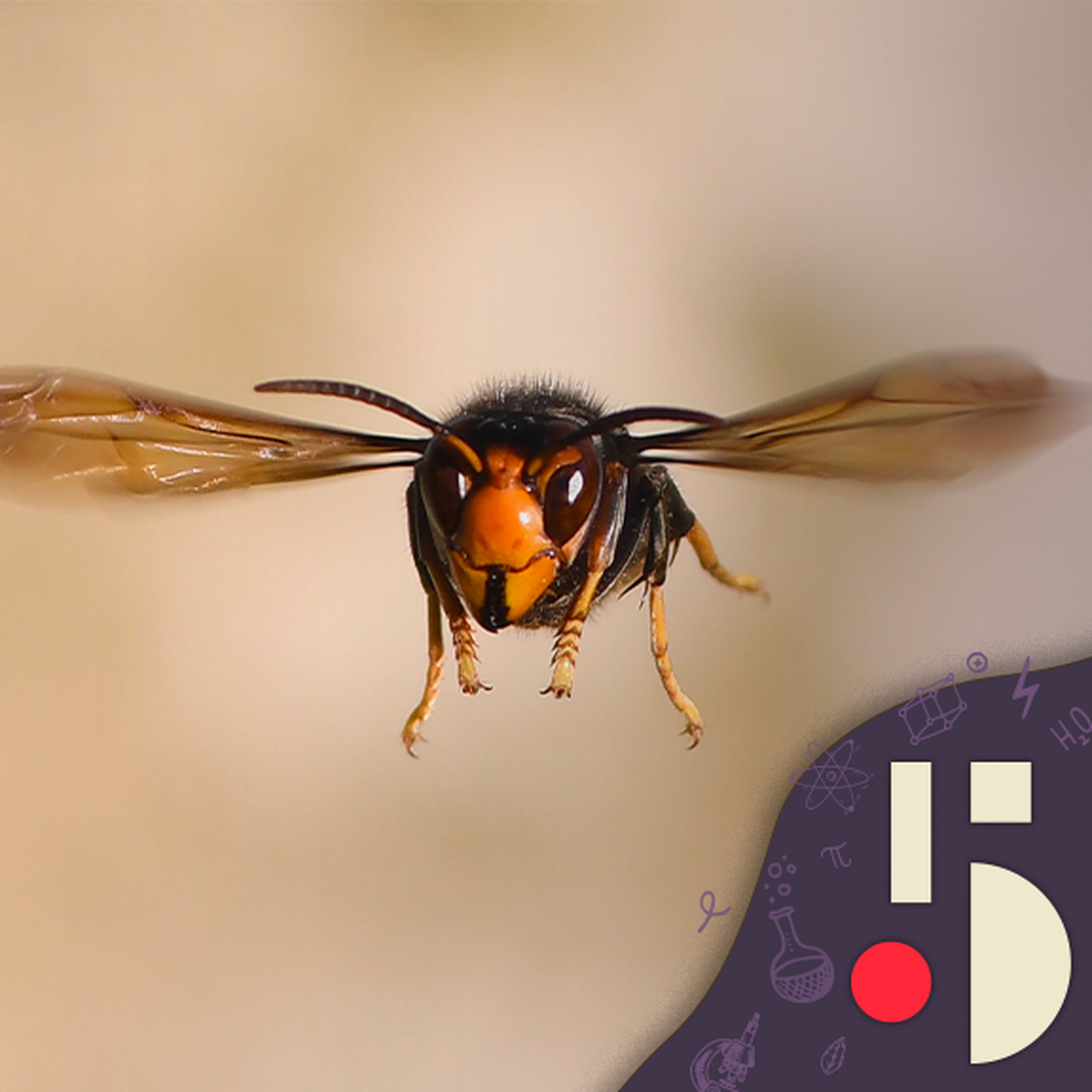 Adieu les insectes? (EN REDIFFUSION)