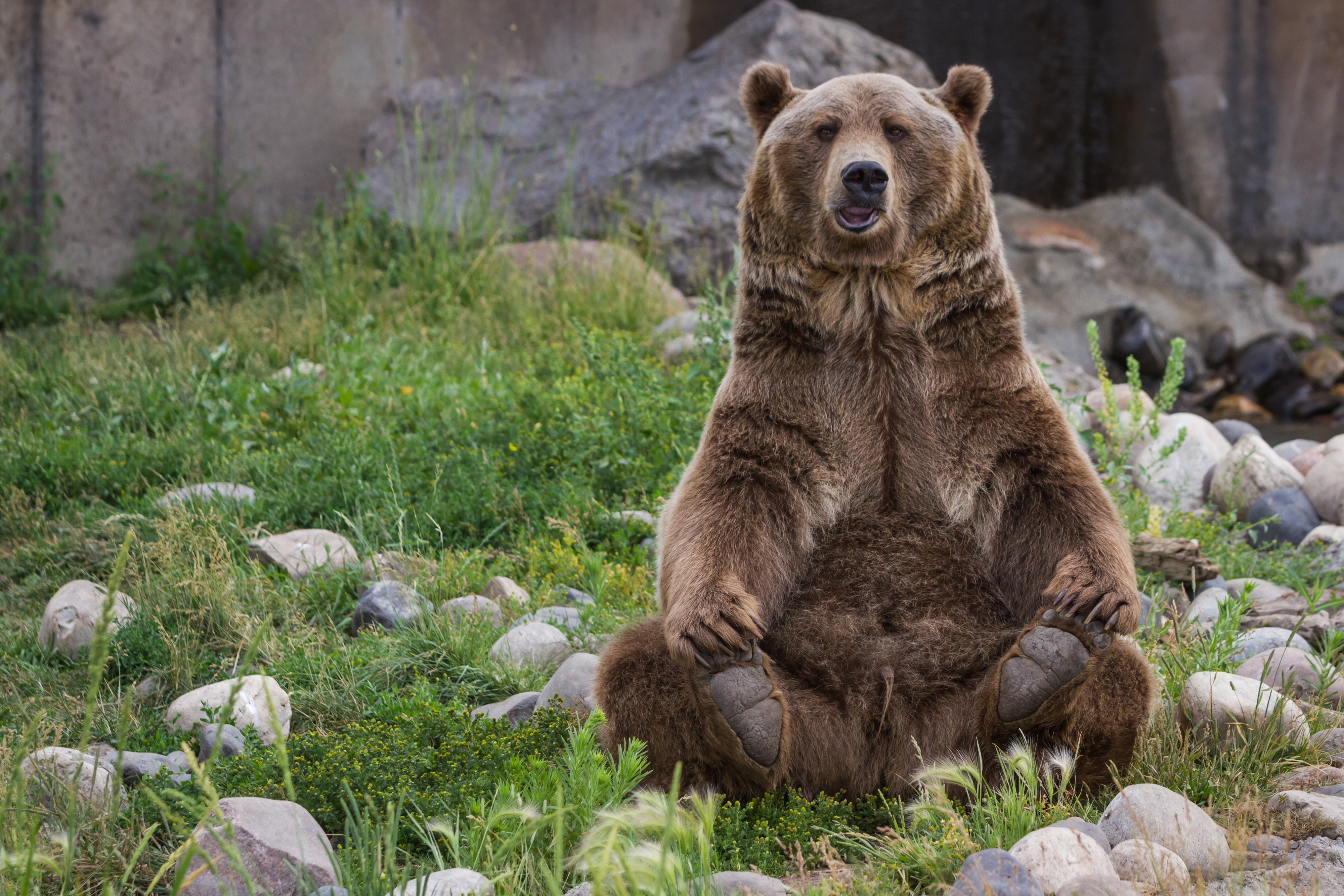 Des grizzlys et des hommes (EN REDIFFUSION)