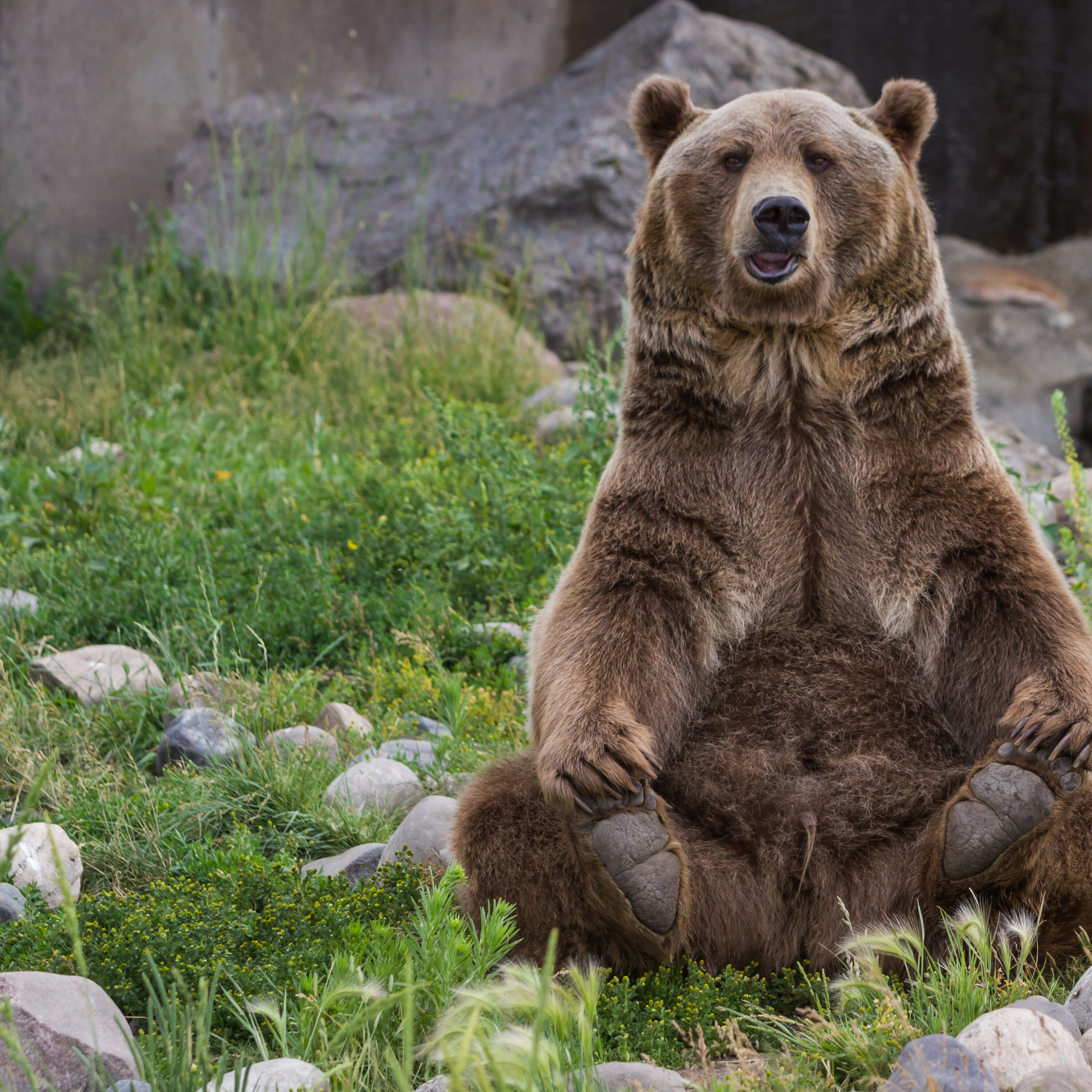 Des grizzlys et des hommes (EN REDIFFUSION)