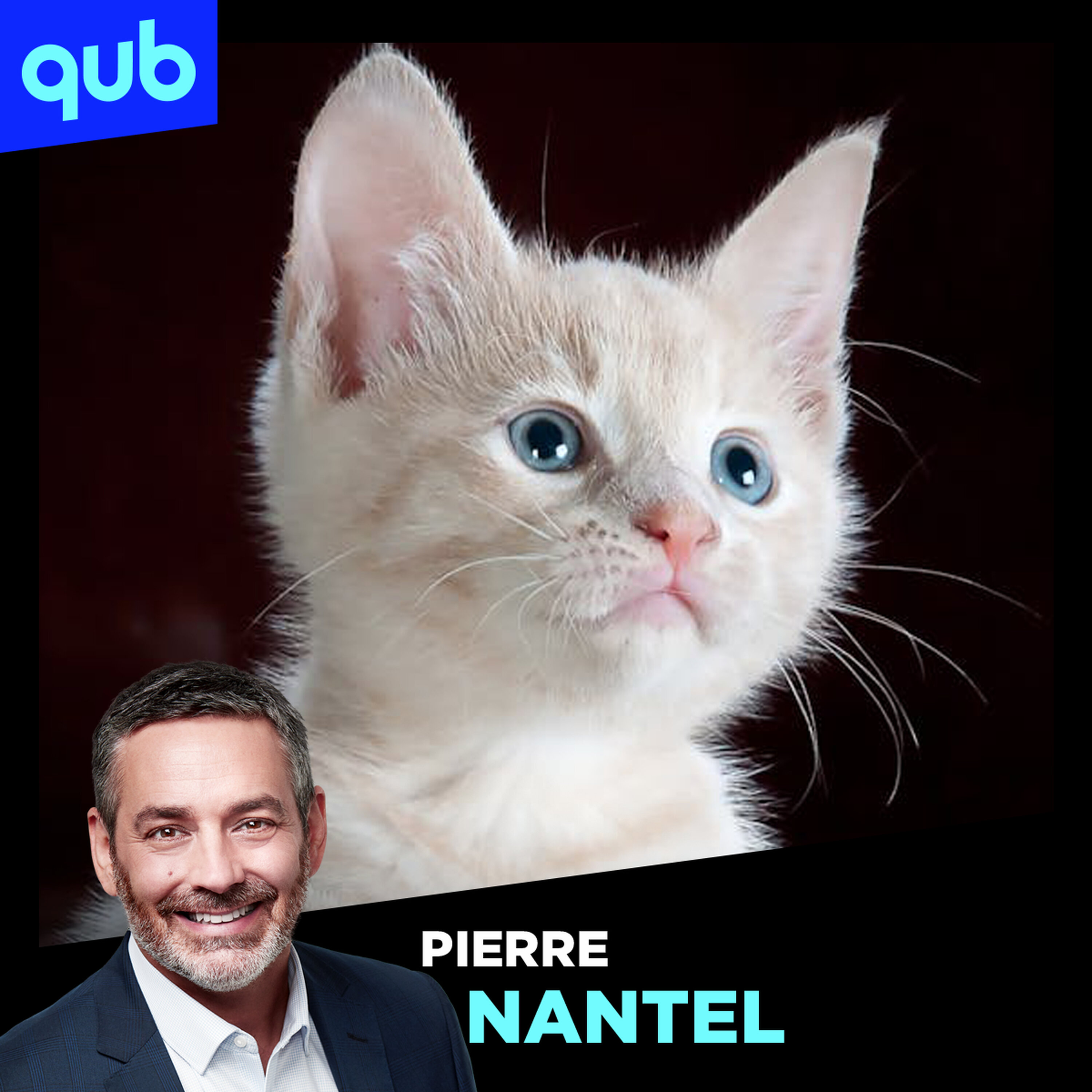 Les refuges d’animaux débordent : Laurence Massé lance un cri du cœur