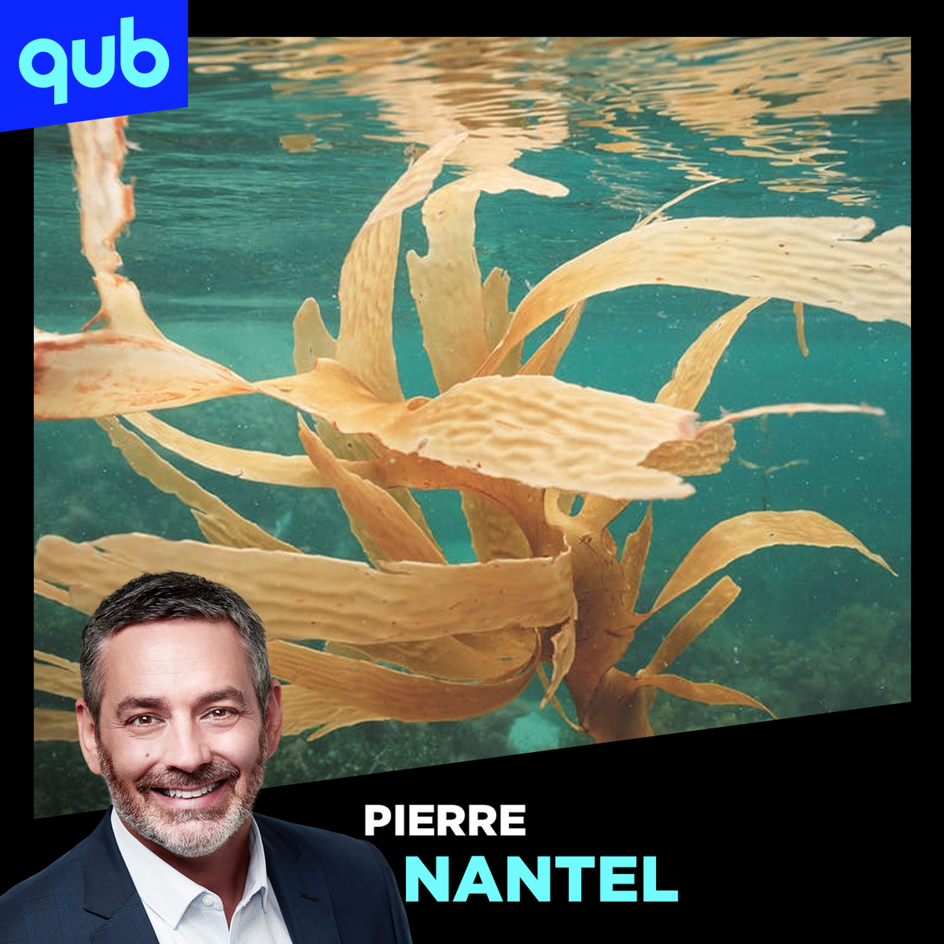 La plupart des Québécois mangent des algues sans même le savoir!