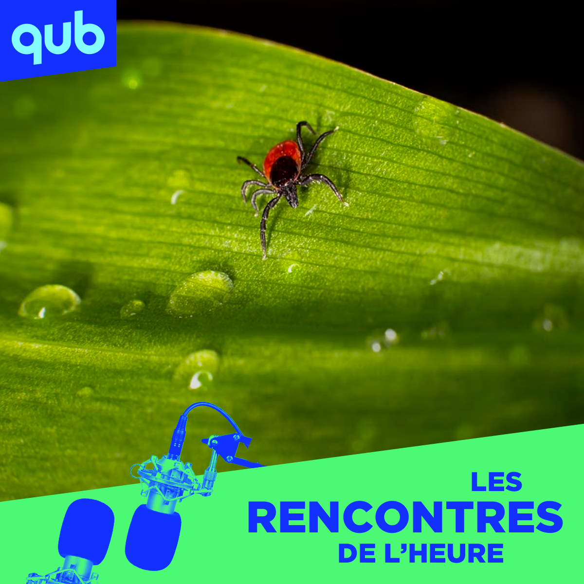 «Pouvoir la retirer, c'est déjà une bonne première mesure!»: voici ce qu’il faut faire contre la maladie de Lyme