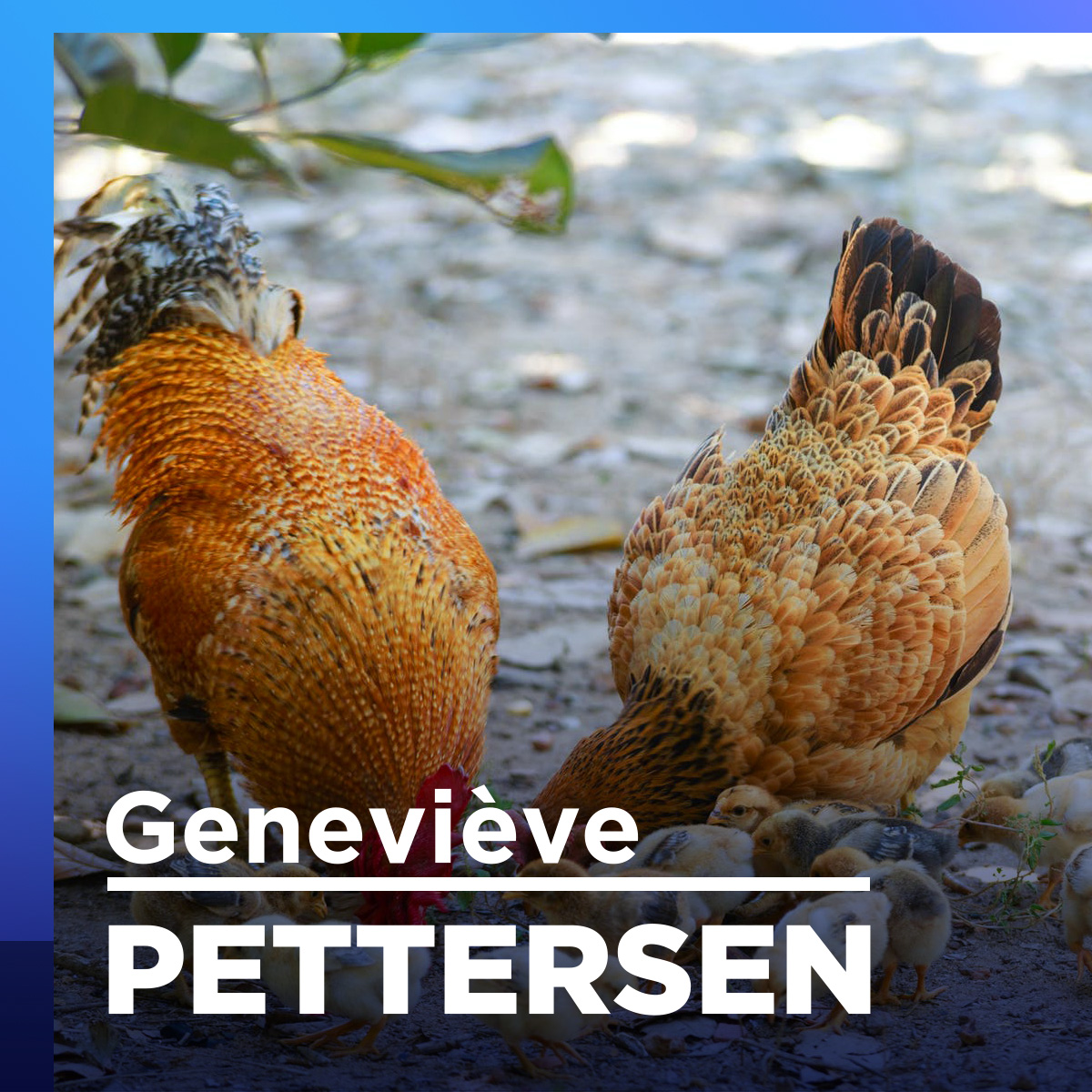 L'Influenza aviaire affecte-t-elle vos poules urbaines?