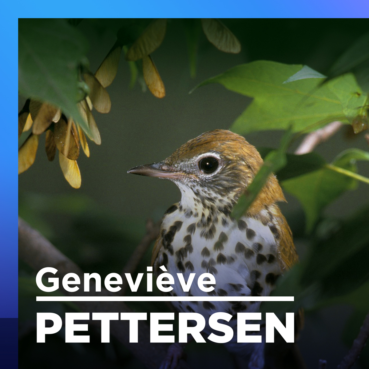 Un oiseau en cage c’est comme un humain enfermé dans sa chambre, dit Dre Evelyne joubert