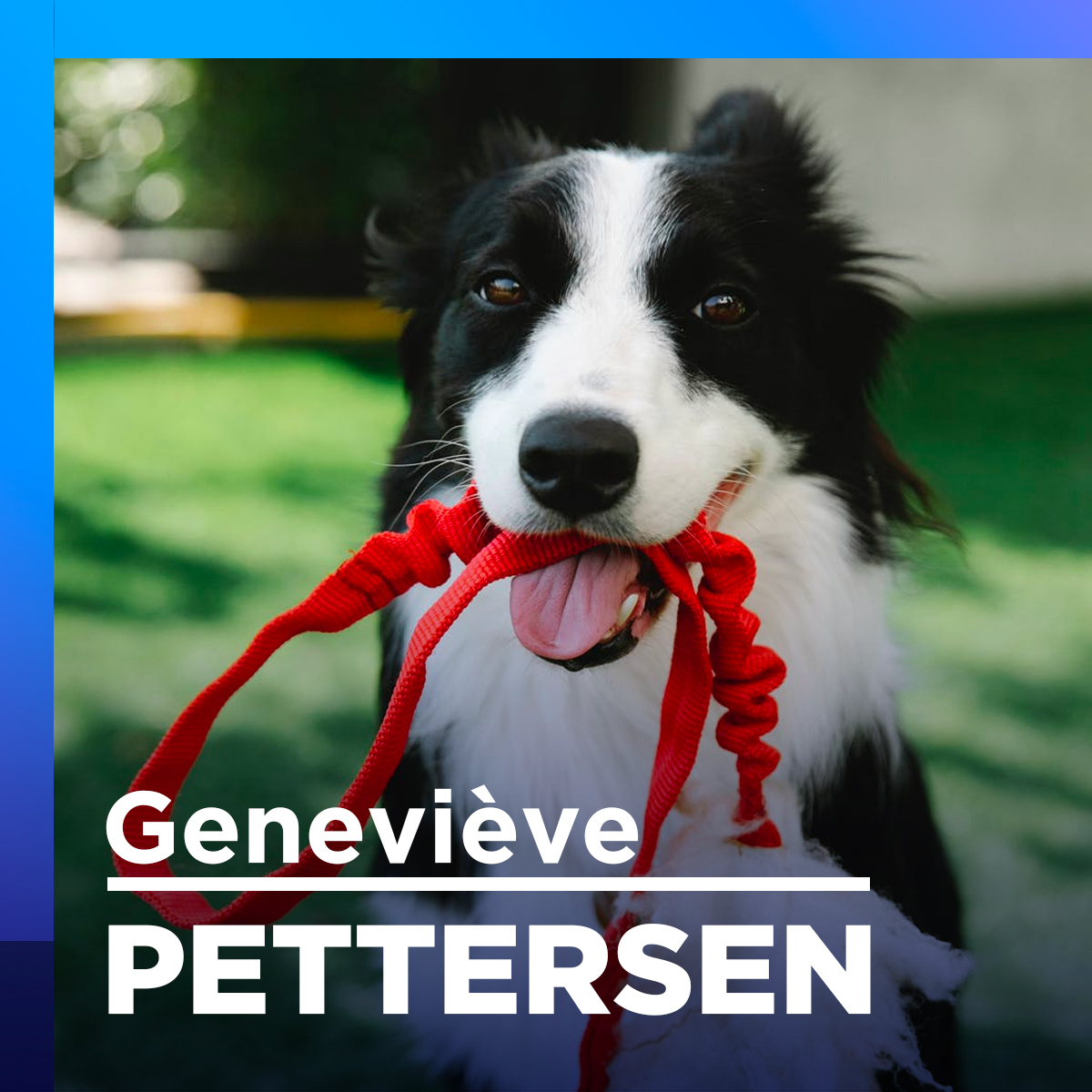Devrions-nous pouvoir emmener nos animaux au travail?