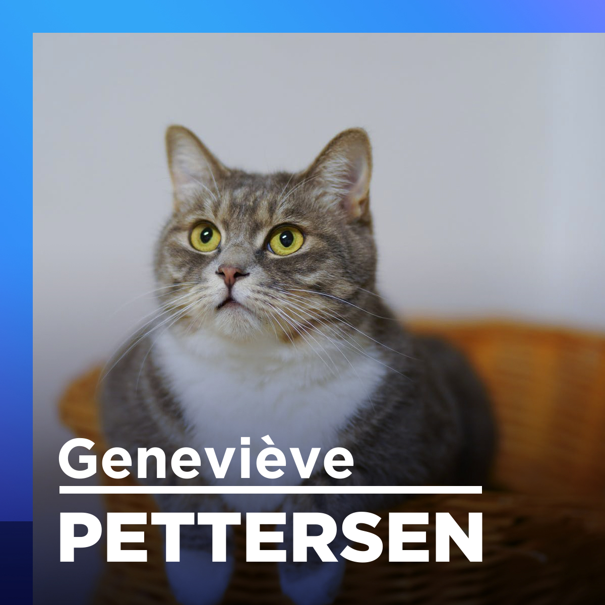 Dégriffer les chats est-il cruel?