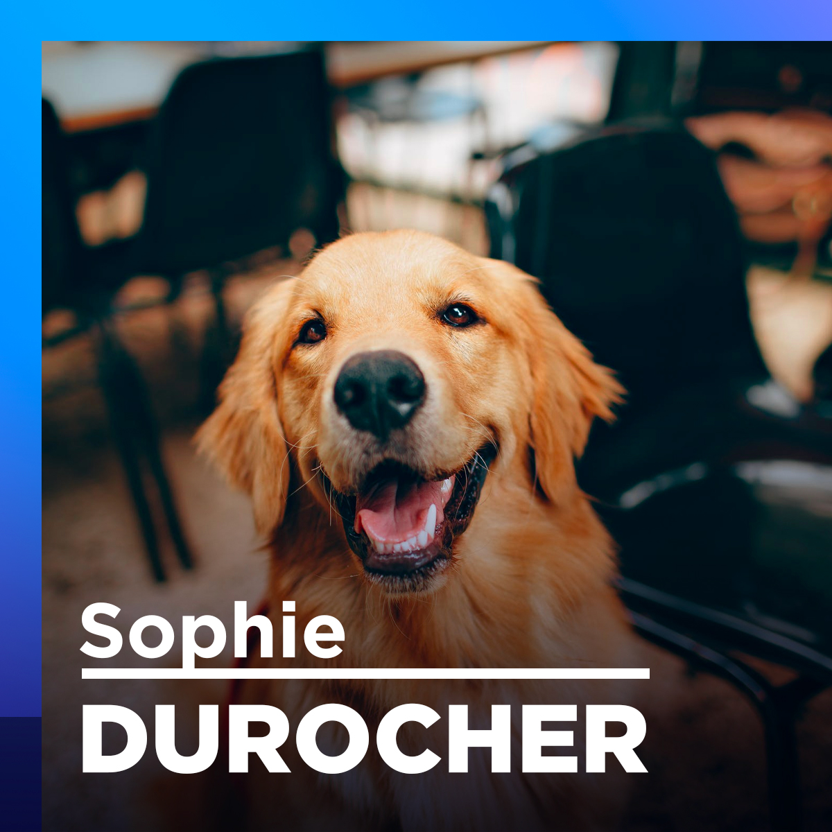 La tolérance s'impose avec un chien Mira