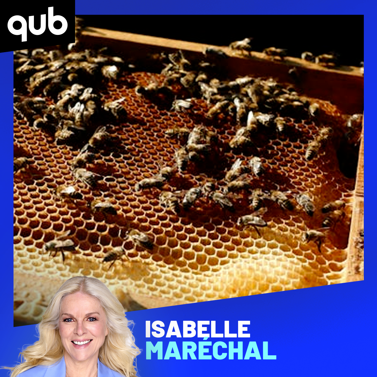 “Vampire”, pesticides, changement climatique… pourquoi les abeilles sont-elles si menacées? episode artwork