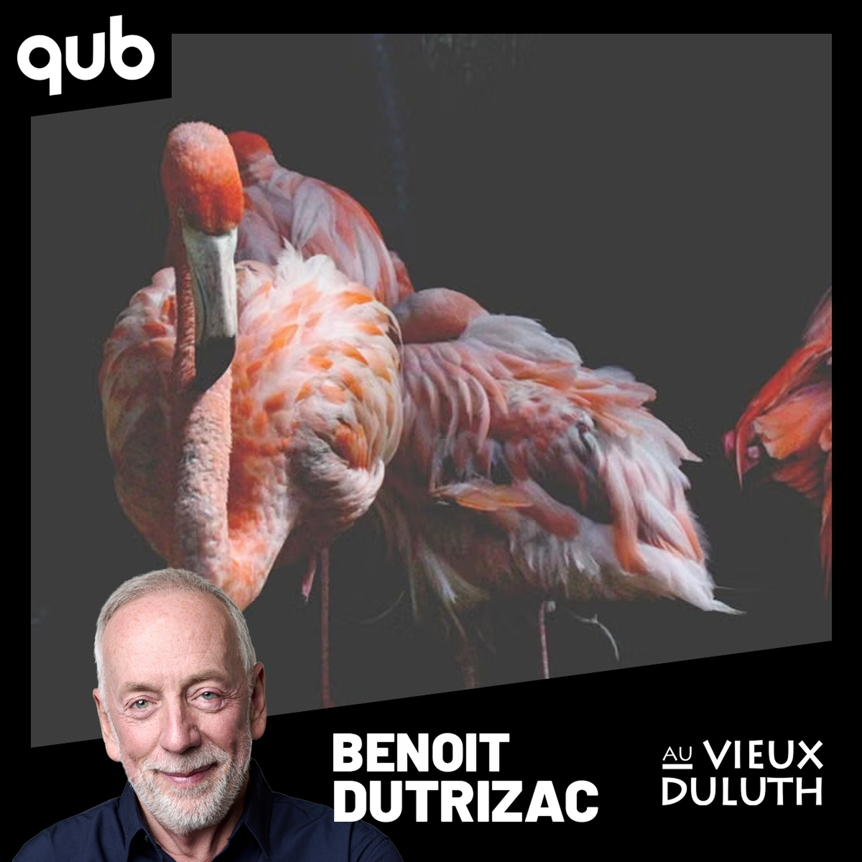 «La brillante idée d’attraper un flamant rose?!», rapporte Alex Dubé