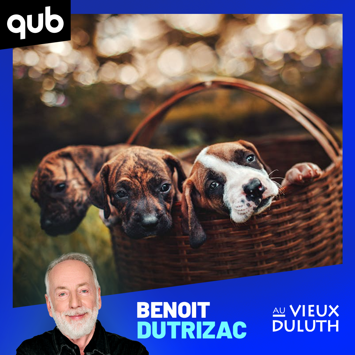 «Ils ont retrouvé leurs maîtres»: une dizaine de chiens s’enfuient d’une usine de viande