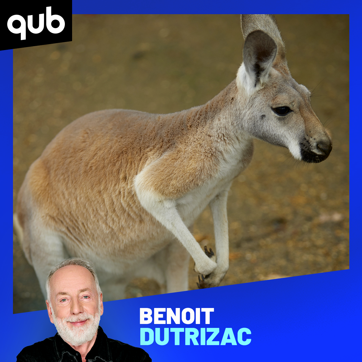 Des cyclistes blessés par un kangourou en pleine course!