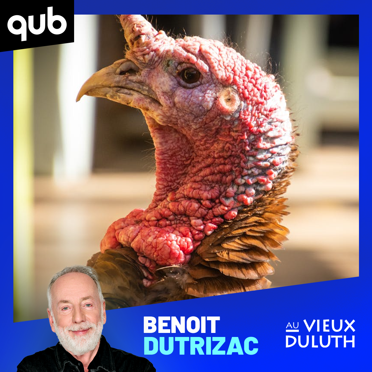 «Regarde-les courir!»: un livreur pourchassé par… deux dindes sauvages!