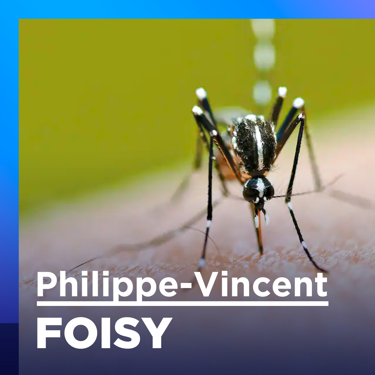 Vous trouvez qu’il y a plus de maringouins à Montréal? Voici pourquoi! PhilippeVincent Foisy