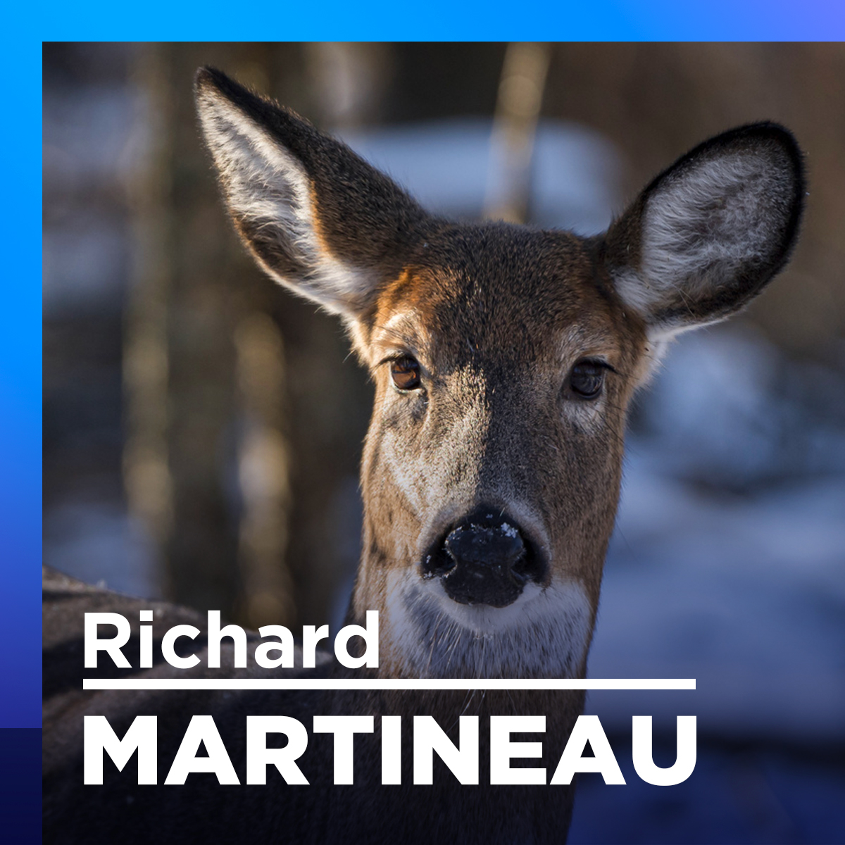 Longueuil : «On n’a pas le choix, il faut abattre des cerfs», dit Martineau