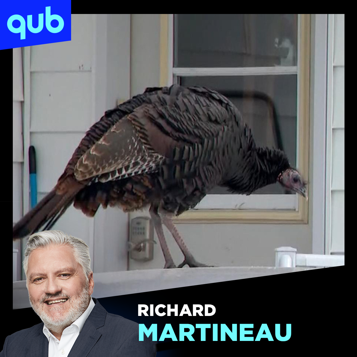 Les dindes sauvages envahissent Montréal! On en jase avec un expert