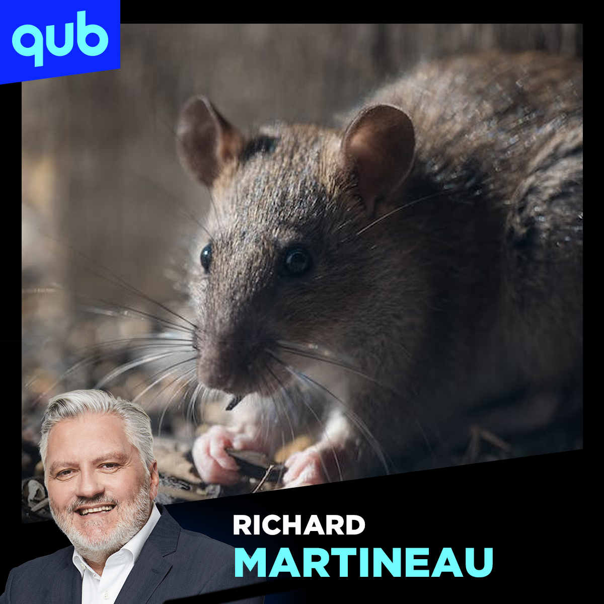 Rats de Montréal : «À cette place-là, c’est nous qui sommes chez eux!», dit le copropriétaire des entreprises de gestion parasitaire Maheu