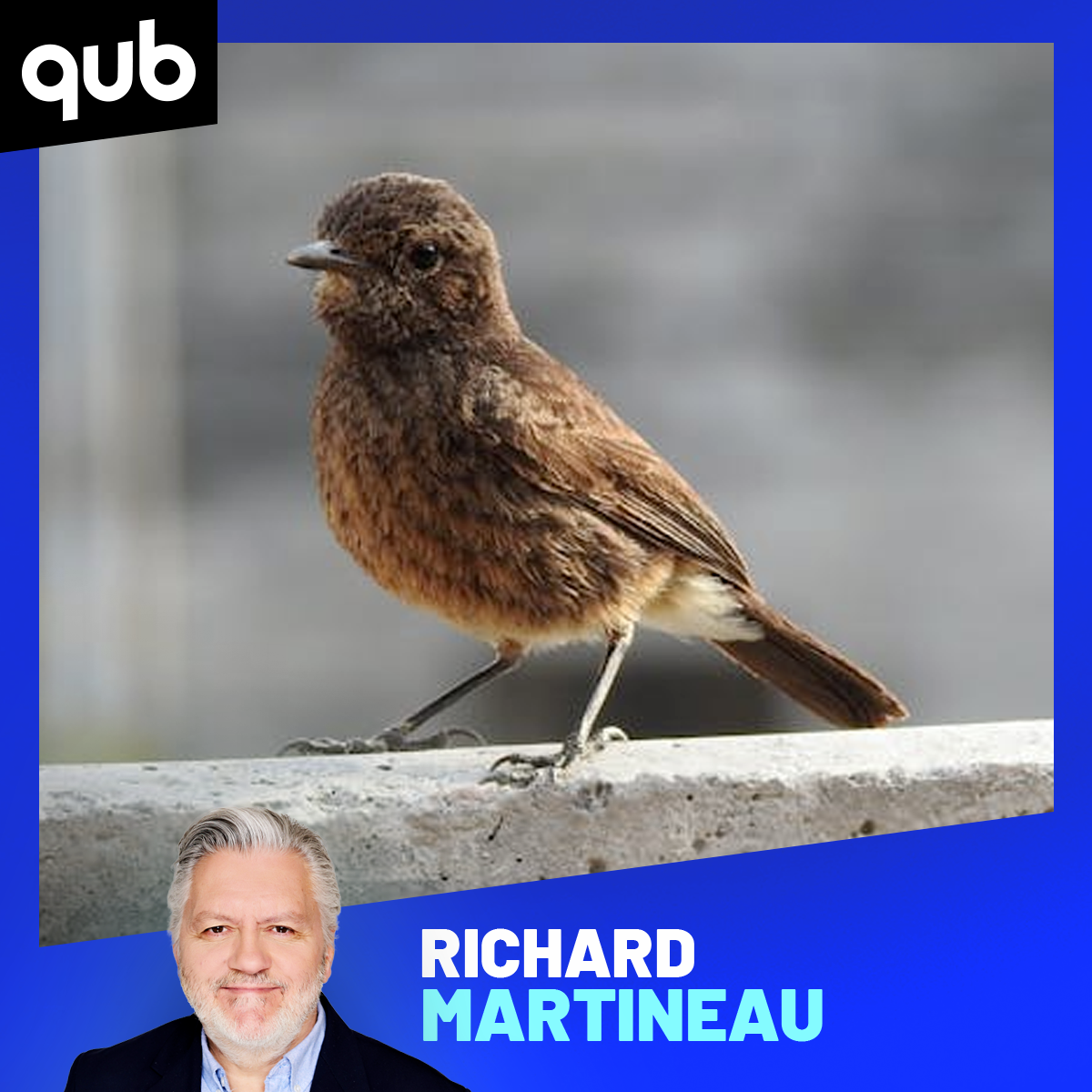 100 millions d'oiseaux tués par an au Canada… par des chats!! episode artwork