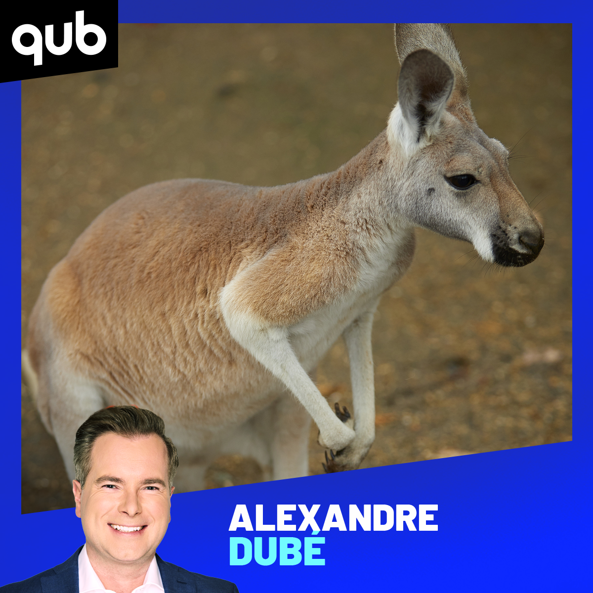 Va-t-il faire suffisamment chaud pour le Wallaby de Boucherville? episode artwork