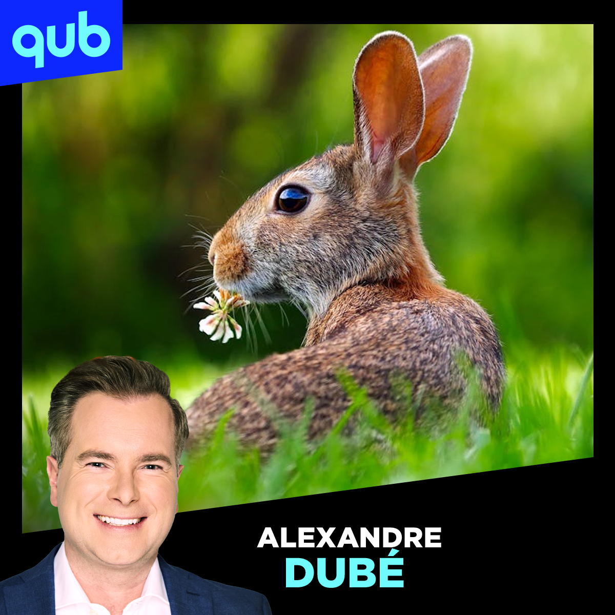 La vidéo virale des lapins qui sautent sur une trampoline est… fausse!