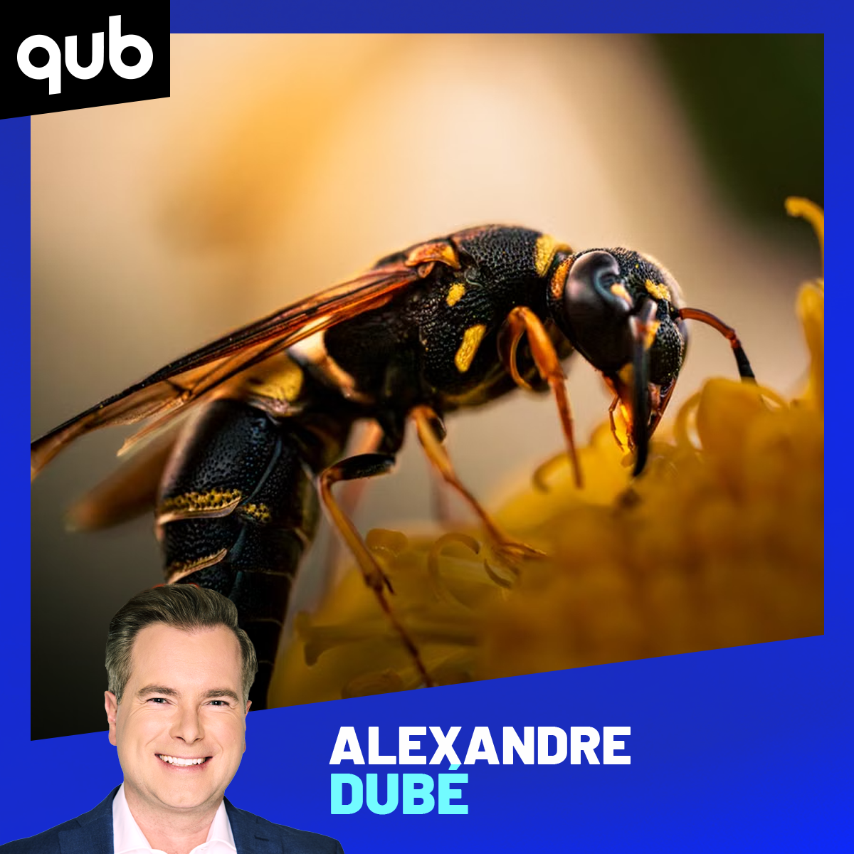«Ça s’est passé tellement vite!»: Alexandre Dubé s’est fait ramasser par des guêpes episode artwork