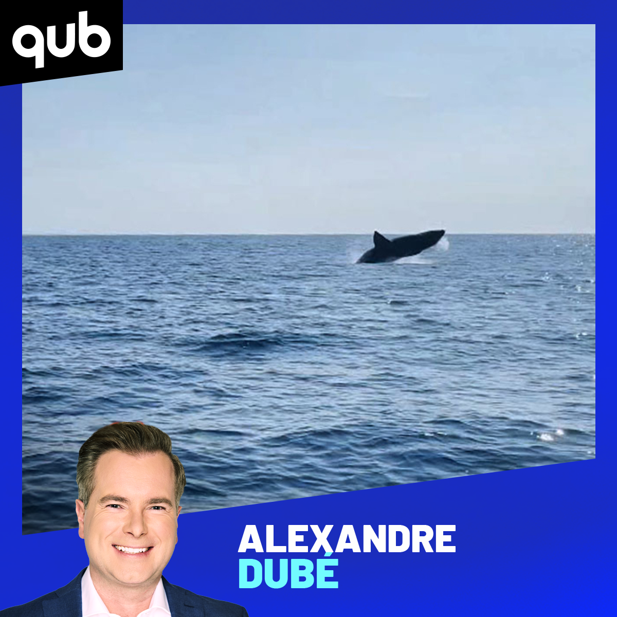 Encore un requin dans les eaux québécoises!! episode artwork