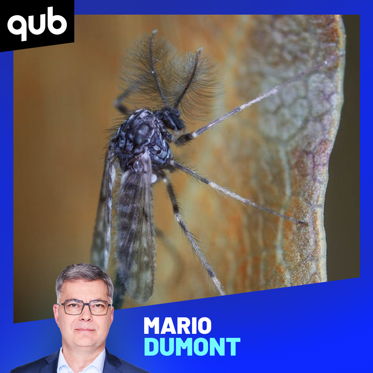 «L’armée américaine de moustiques est débarquée!»: Mario Dumont a vécu une grosse soirée hier episode artwork