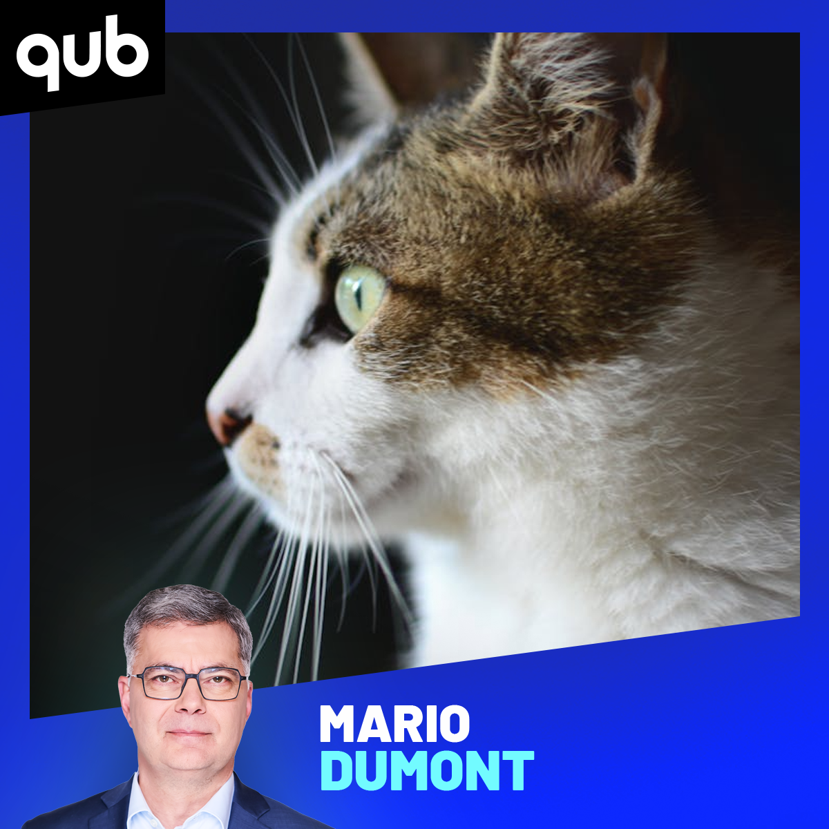 Chats errants: «On ne peut pas se fier à leur instinct et leur rapidité», explique cette vétérinaire episode artwork
