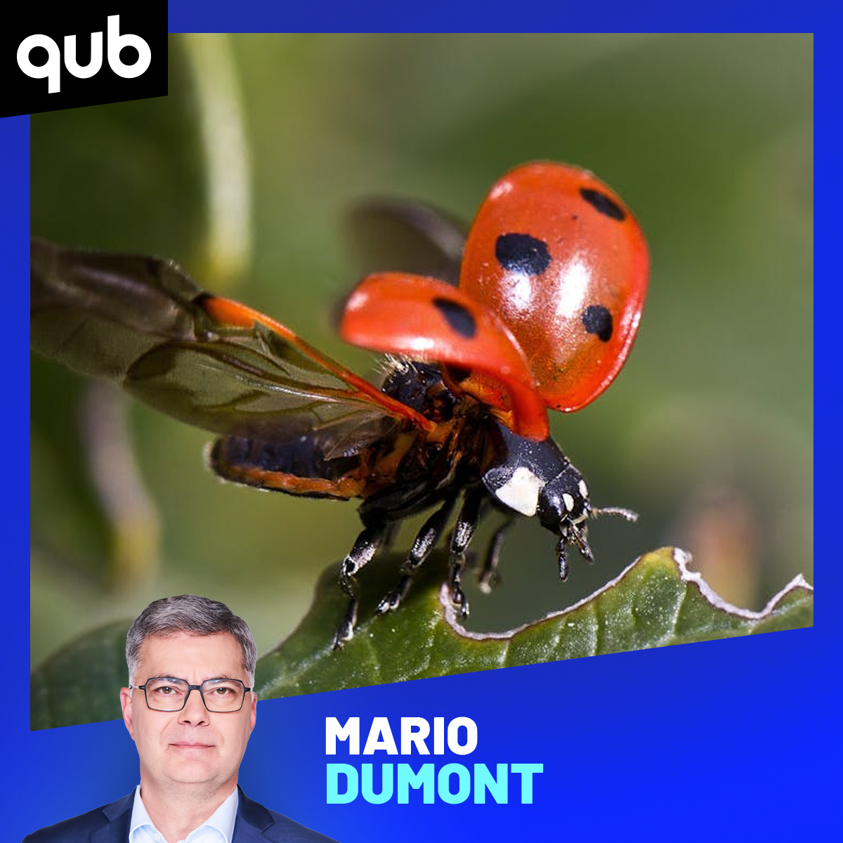 «Ça goûte c’que ça sent!»: par erreur, il mange… une coccinelle !