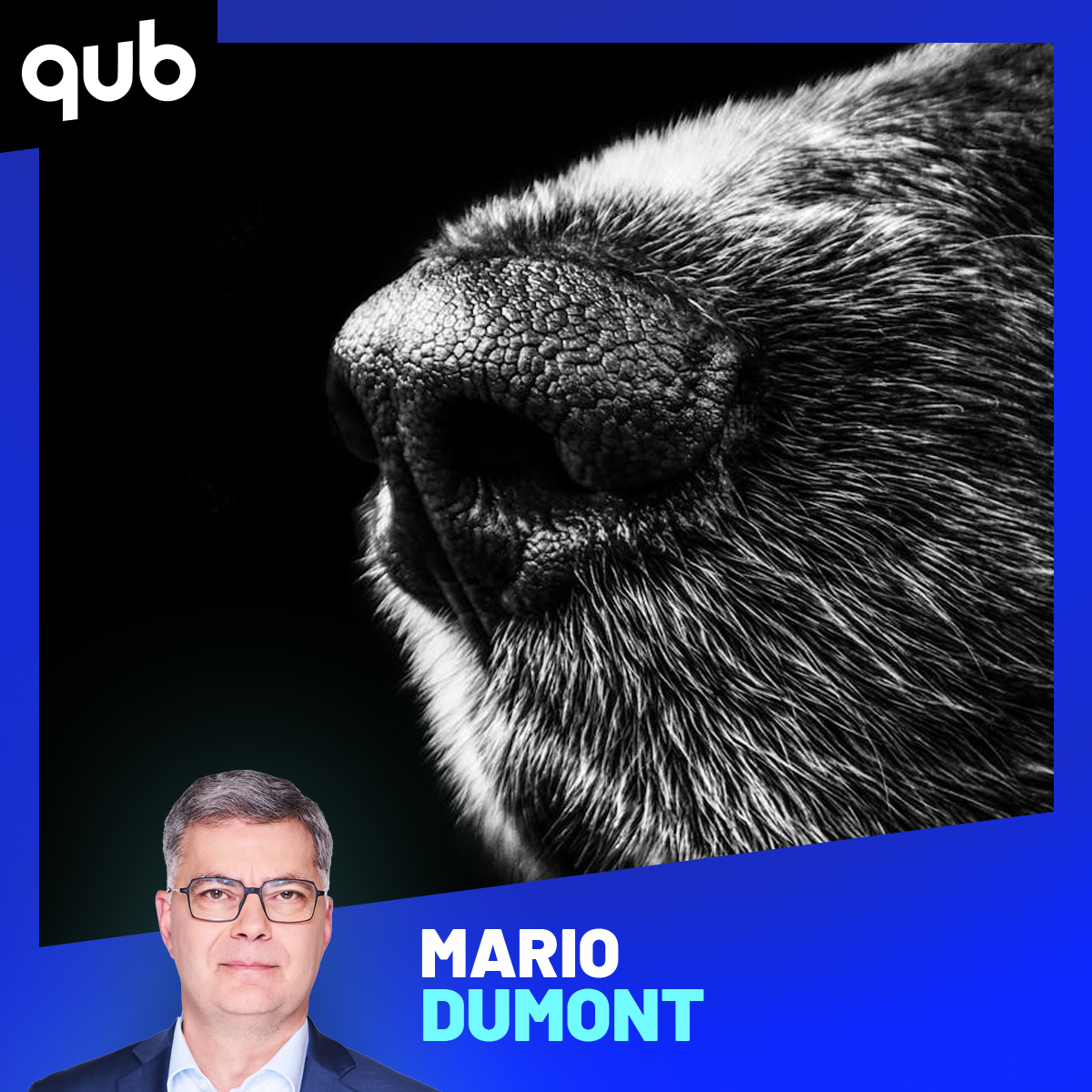 Attaque de chien: voici comment réagir si vous êtes confrontés à un chien agressif