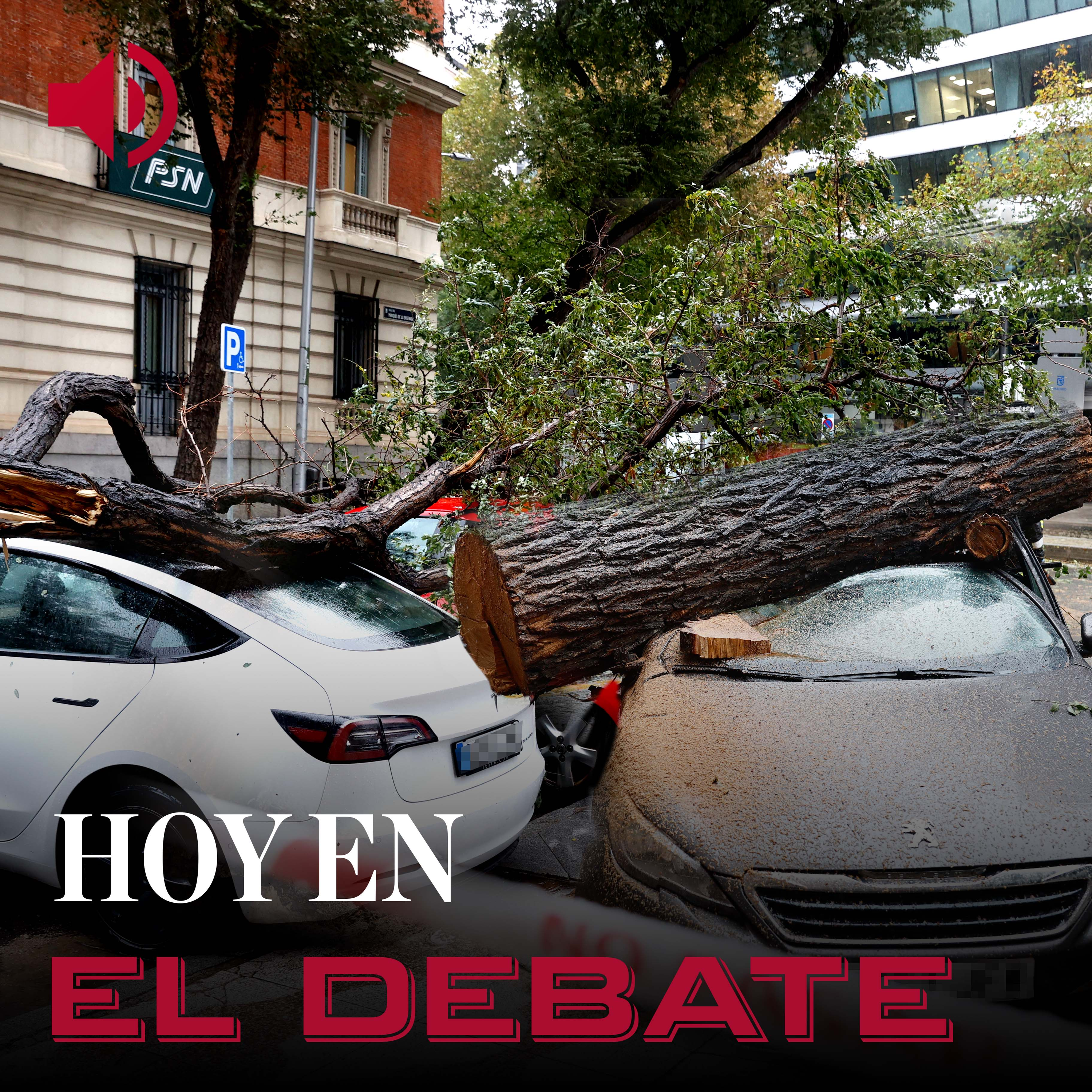 ¿Por qué se caen los árboles en las ciudades pese a las revisiones?