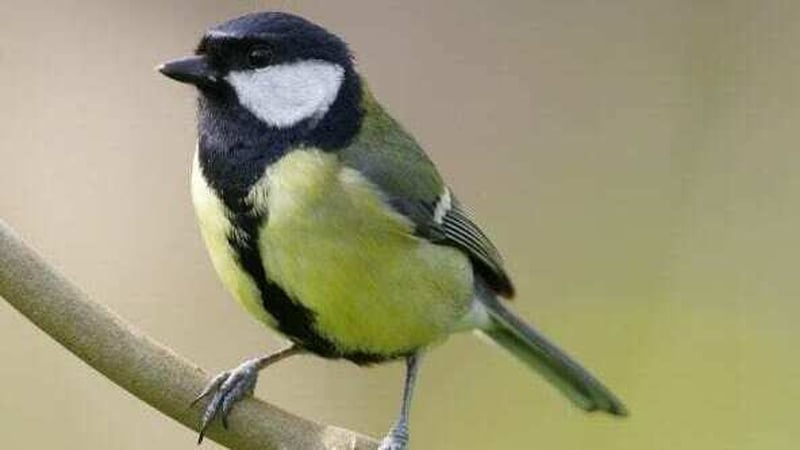 BirdWatch Ireland’s Irish Garden Bird Survey starts today