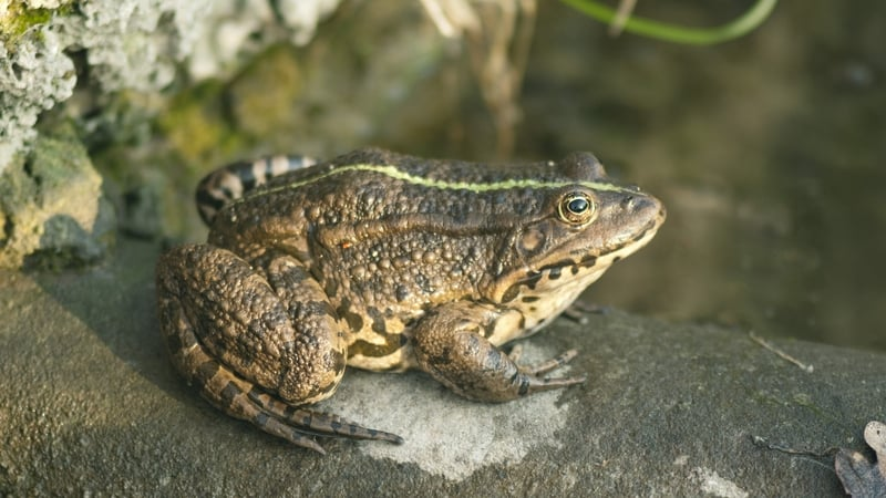 500 Natterjack Toads released in Co. Kerry to boost vulnerable wild population