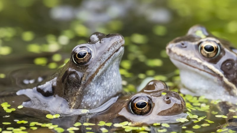 Frogs are feeling frisky!