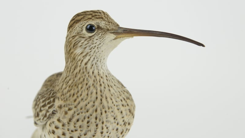Slender-billed Curlew declared extinct