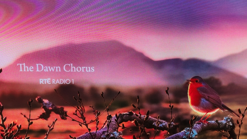 The highlights of Dawn Chorus 2025