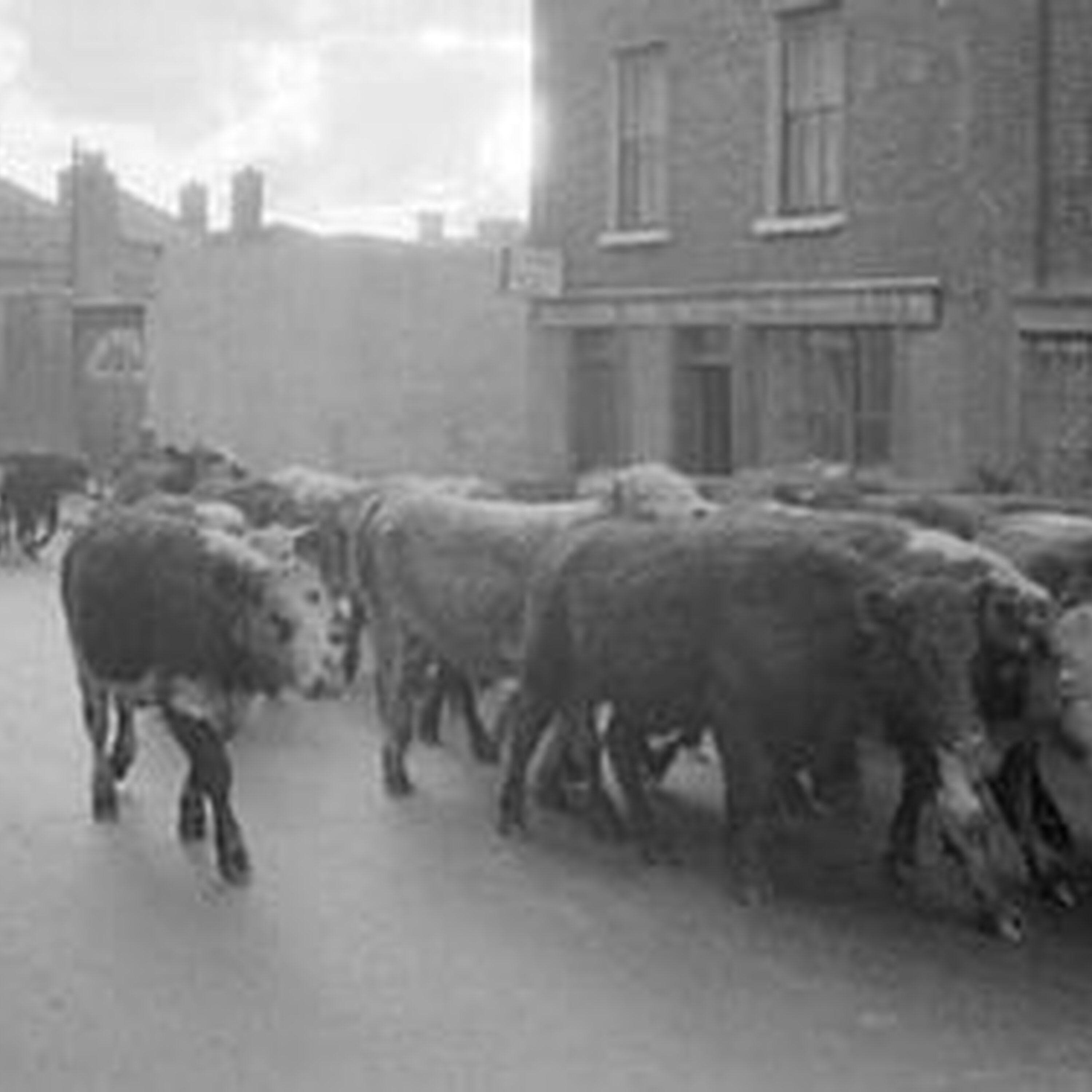 The inside story of Dublin’s blood and guts economy