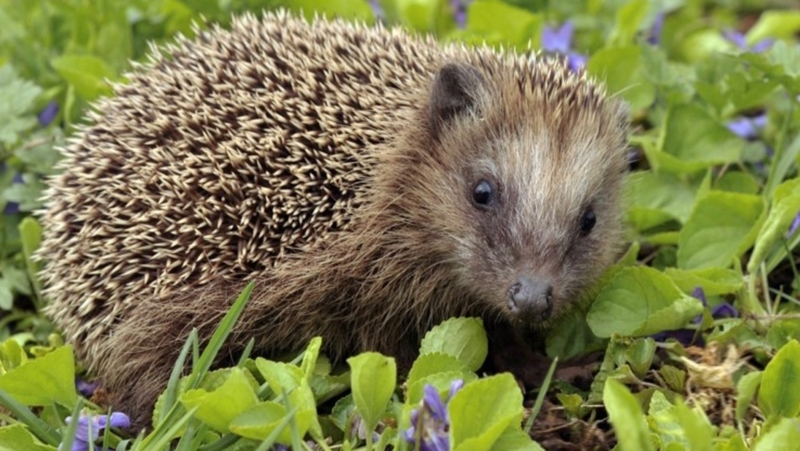 Elaine O'Riordan - Counting Hedgehogs episode artwork