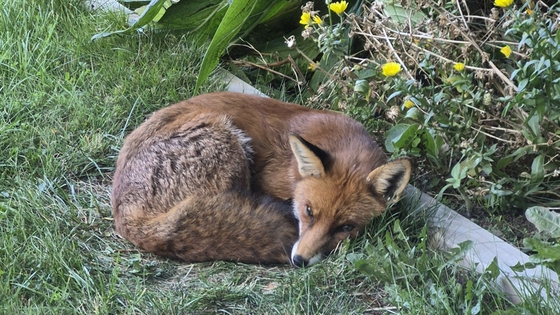Jodie O'Regan - Urban Fox Survey episode artwork