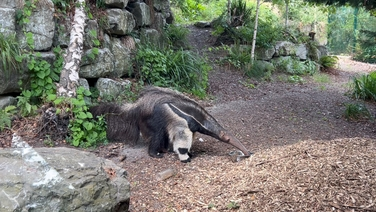 Ciarán McMahon - Giant Anteaters at Dublin Zoo episode artwork