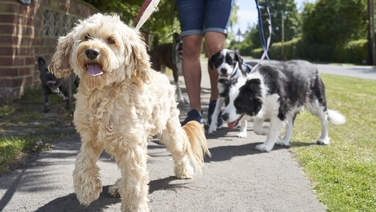 Paulina Pado - Ireland's Dog Census 2026 episode artwork
