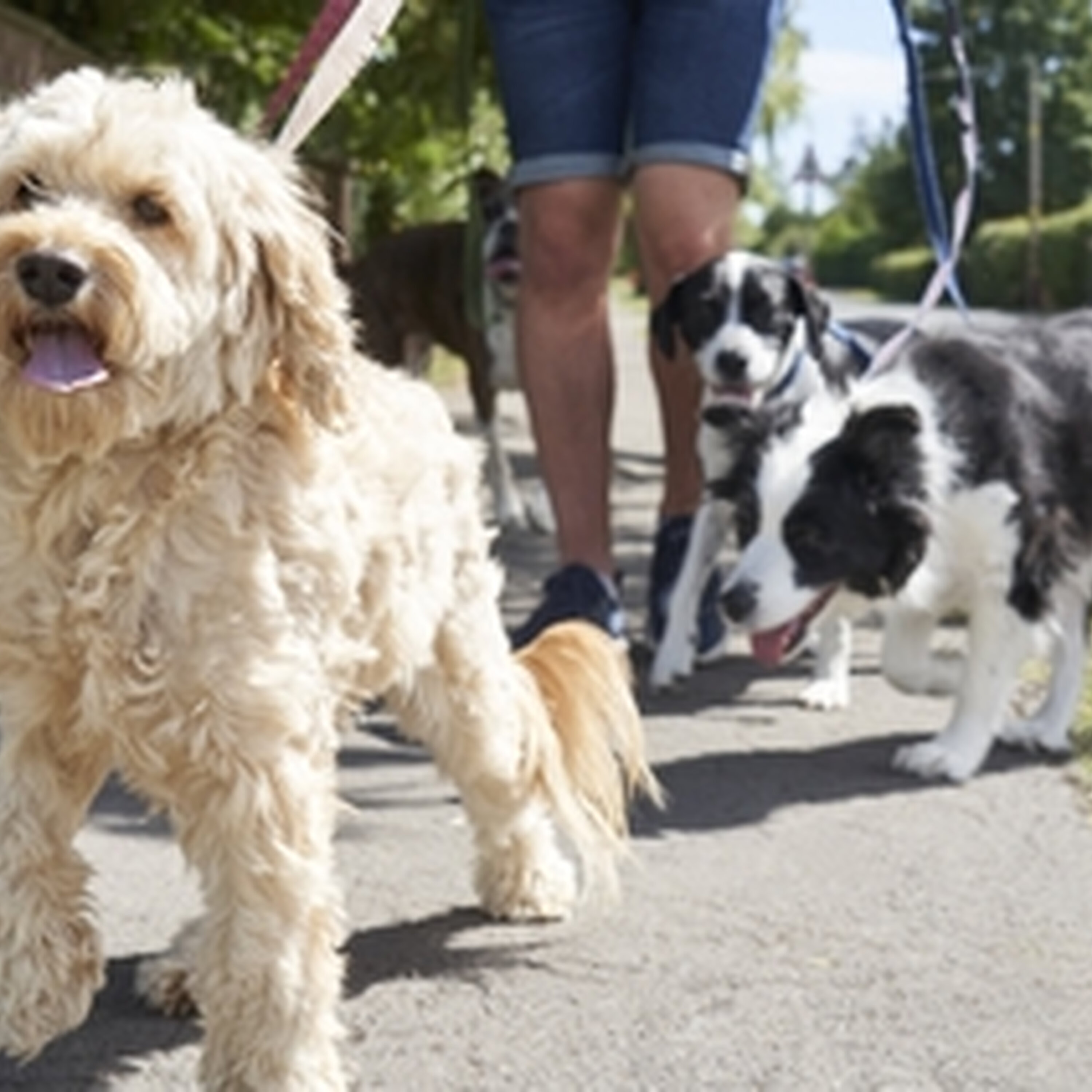 Paulina Pado - Ireland's Dog Census 2026 episode artwork