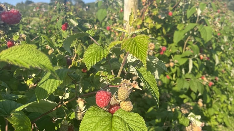 Raspberries
