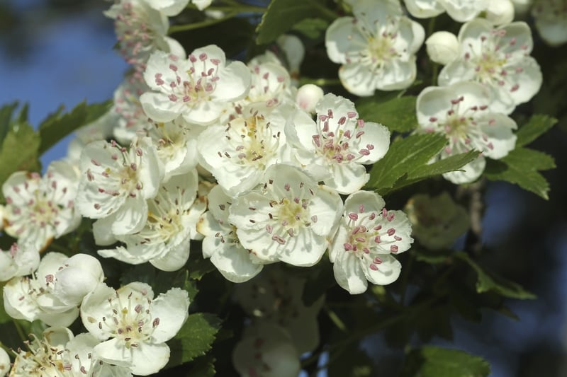 Blinded by Whitethorn in Cork