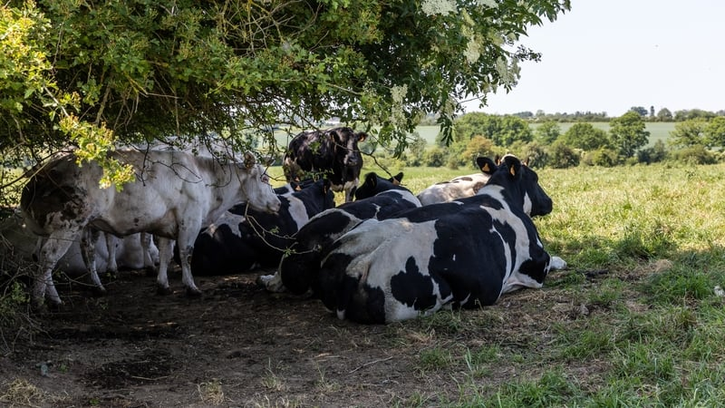 Heat Stress on Farms