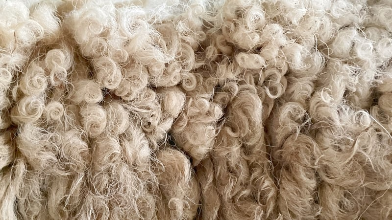 The Galway Sheep