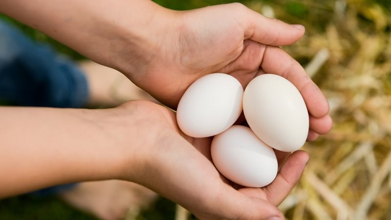 Egg Vending